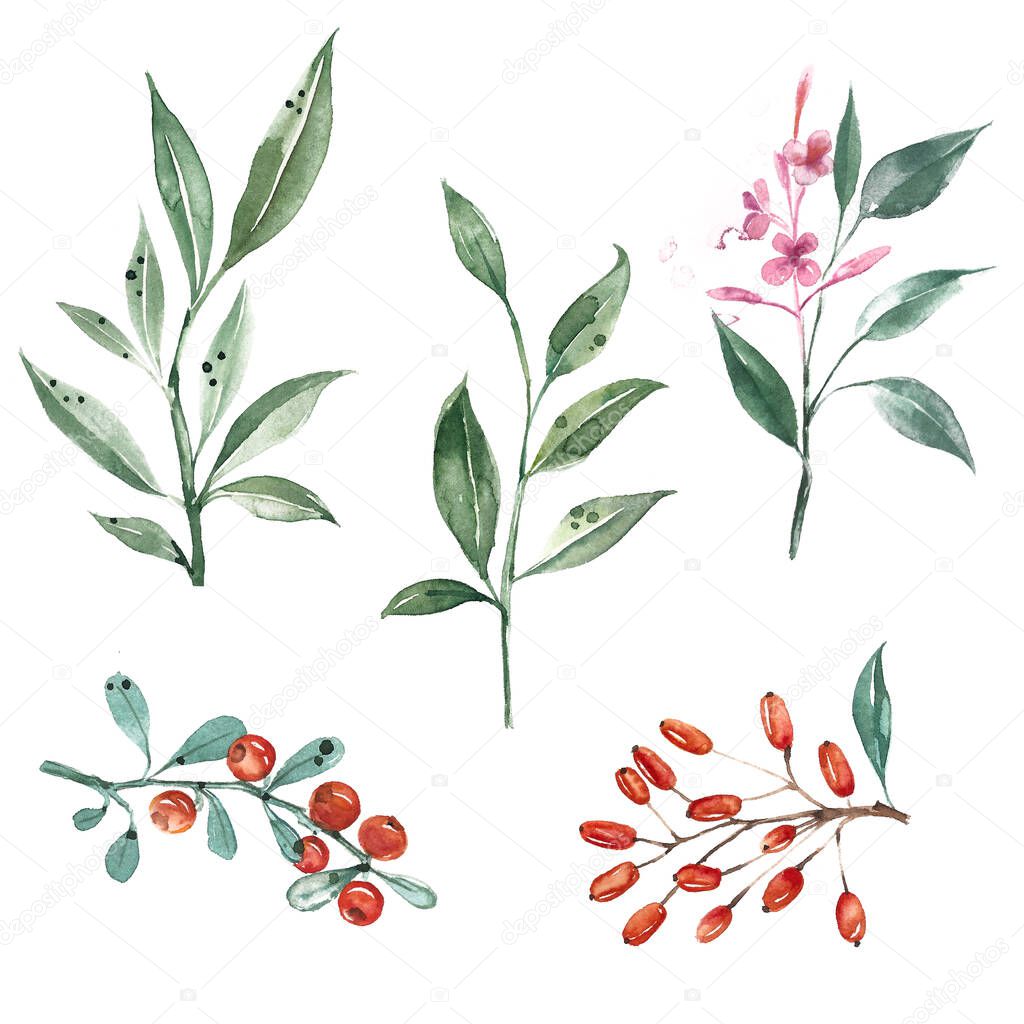 Set of watercolor illustrations. Green leaves, berries, barberry, branch of fireweed, sea buckthorn.