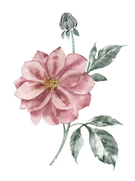 Rosa Pfingstrosenblüte. Vintage Aquarell Illustration. Dekor für Karten, Einladungen, Poster, Tapeten. — Stockfoto