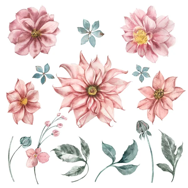 Set of watercolor dahlia flowers, leaves and sprigs of eucalyptus for wedding design invitations. Flower shop logos. — Stock Photo, Image