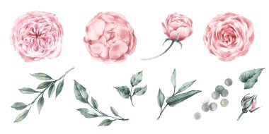 Suluboya grafikler, güller, şakayıklar ve bitki dalları. Tasarım kumaşı, poster ya da kart için. Botanik illüstrasyon.