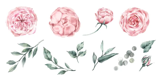 Set of watercolor graphics roses peonies and plant branches. For design fabric, poster or card. Botanical illustration. — Stock Photo, Image