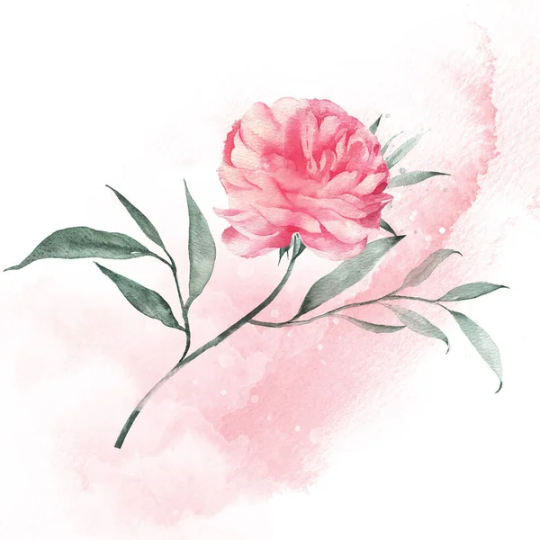 Art watercolor illustration of a peony blossomed. Delicate backdrop for wedding invitations or poster. — ストック写真