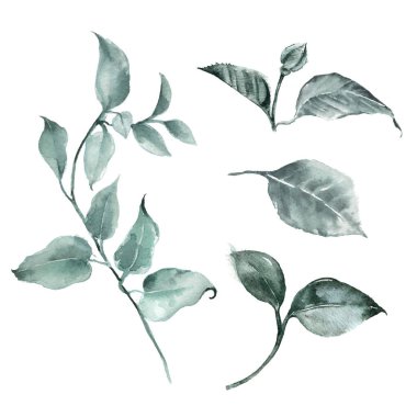 Green branches and leaves. Floral greenery, watercolor illustration. Botanical watercolor illustration clipart.