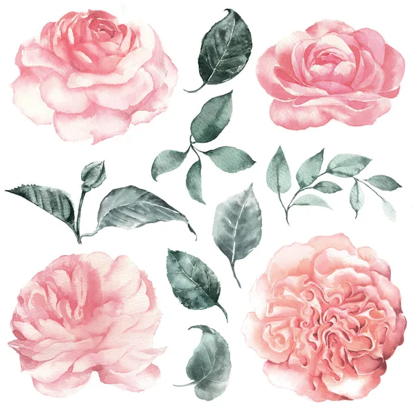 Watercolor clipart delicate flowers peonies, garden roses and leaves. Vintage set. — Stok fotoğraf