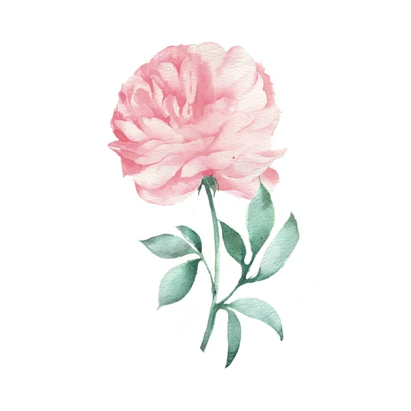 Ilustración artística de una flor de peonía rosa. Postal retro vintage, póster — Foto de Stock