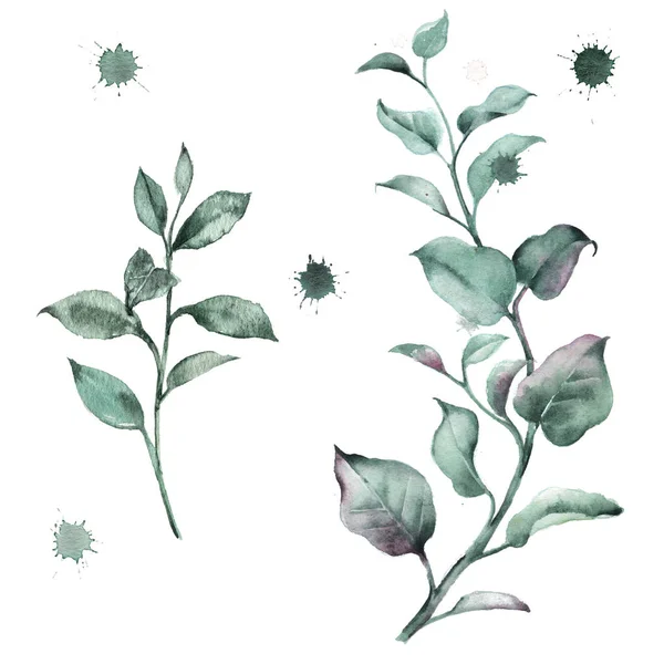 Set of watercolor illustrations of floral greenery. Branches and leaves for creating wedding invitations in eco style. — Zdjęcie stockowe