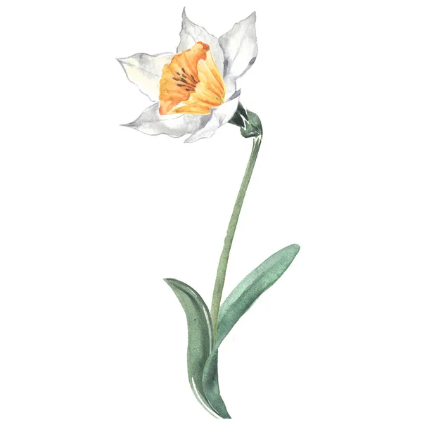White daffodil, watercolor illustration on a white background. Spring Flower. — ストック写真