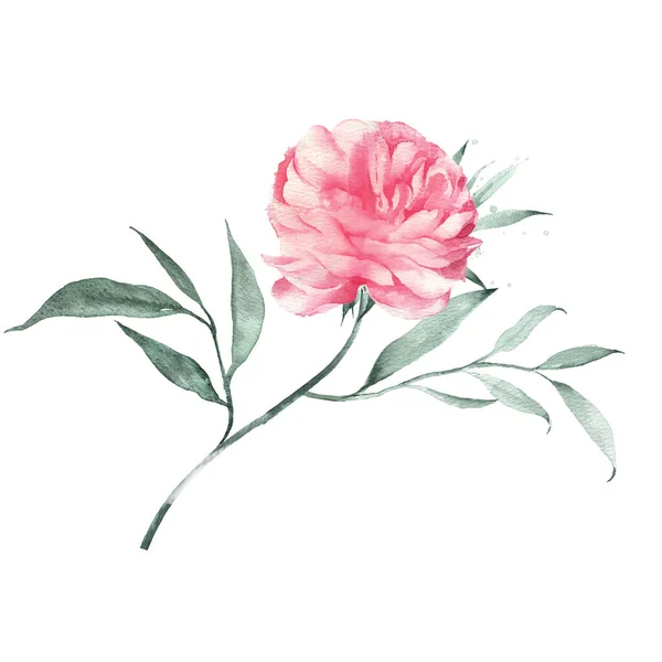 Watercolor illustration of a pink peony. Vintage style. — Stock Photo, Image