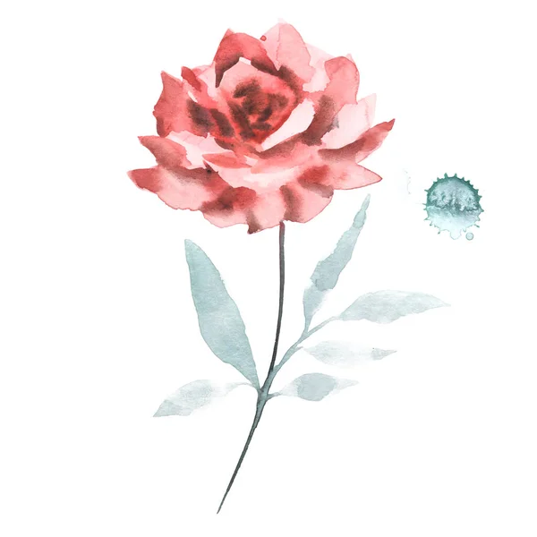 Red garden rose beautiful watercolor illustration. Wedding design — Stock Photo, Image