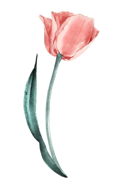 Salmon Tulip. Gentle watercolor illustration. Provence style. — Stock Photo, Image