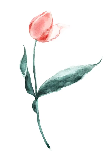 Tulip flower bud. Delicate flower for wedding decoration or textile design. — Stock Photo, Image