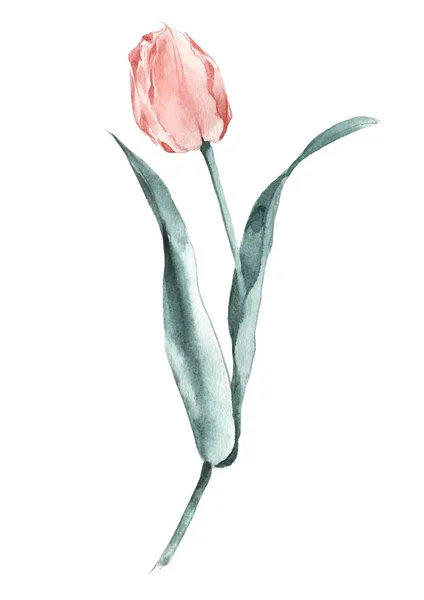 Illustrazione ad acquerello di un tulipano di salmone. Immagine carina per un poster o una cartolina . — Foto Stock