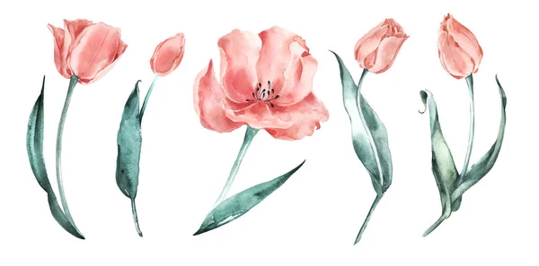 Watercolor tulips set. Salmon Tulips. Coral delicate flowers. — Stock Photo, Image