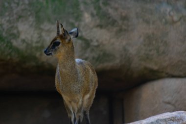 Saltarocas küçük bir Afrika antilopudur.