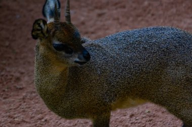 Saltarocas küçük bir Afrika antilopudur.