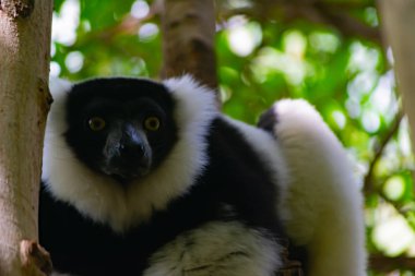 Vari siyah beyaz Madagaskar adasına özgü bir lemur türüdür.