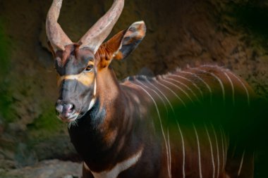 Doğu bongosu ekvator ormanlarından oluşan büyük bir sığırdır.