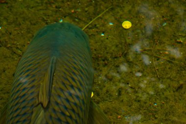 Avrupa sazan balığı bu kıtanın nehirlerinde ve bataklıklarında bolca bulunan bir balıktır.