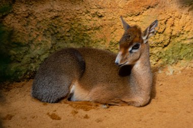 Dik-dik de Kirk çok nadir ve özel bir Afrika savanıdır.