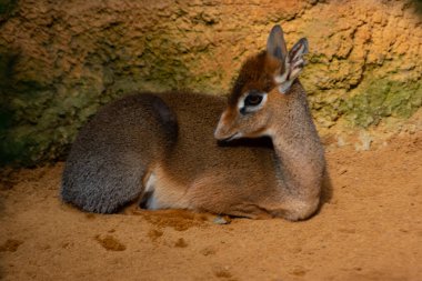 Dik-dik de Kirk çok nadir ve özel bir Afrika savanıdır.