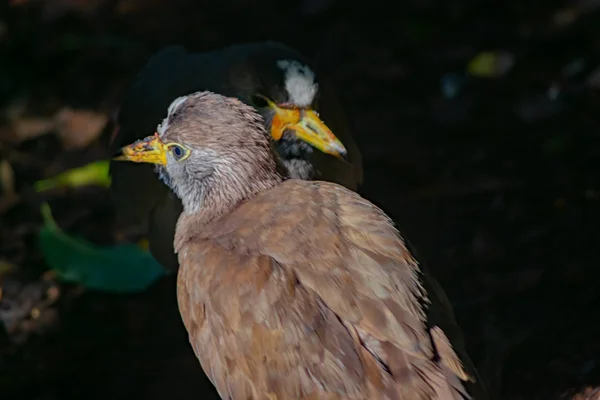 Kapalkarawane Ist Ein Charakteristisches Vogelmerkmal Der Afrikanischen Savanne — Stockfoto