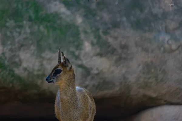 Saltarocas Malý Africký Antilop — Stock fotografie