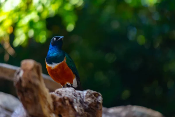 Superbe Étourneau Est Oiseau Africain Coloré — Photo