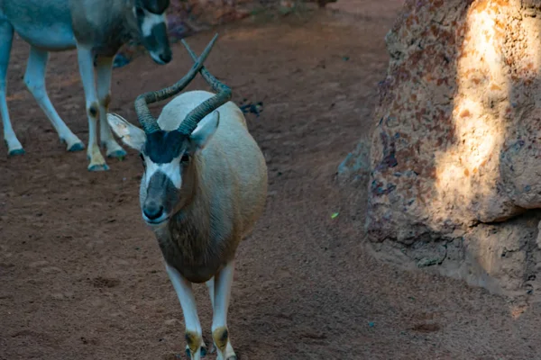 Addax Είναι Ένα Αφρικανικό Antilope Σαβάνα — Φωτογραφία Αρχείου