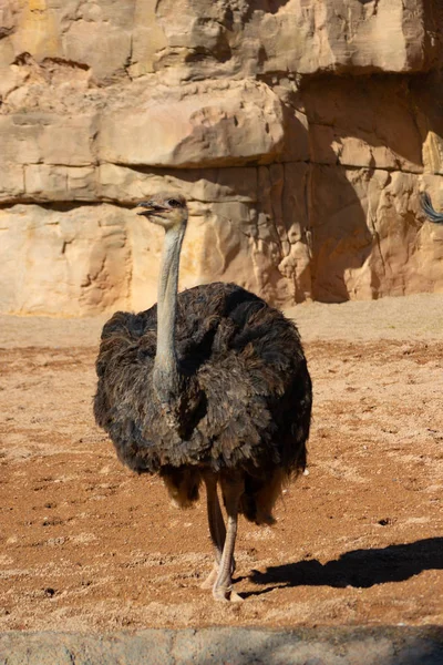 Ostrich African Corpulent Bird — Stock Photo, Image