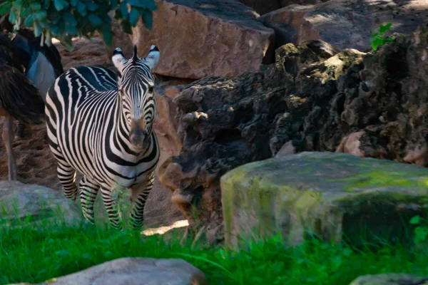 Grant Zebra Afrika Savanasının Karakteristik Bir Memelisidir — Stok fotoğraf