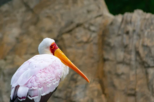 African Gooseberry Water Bird Island Madagascar — Stock Photo, Image