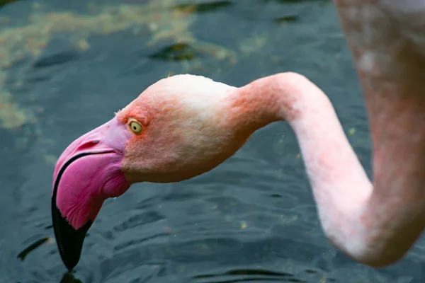 Flamingo is a water bird on the island of Madagascar