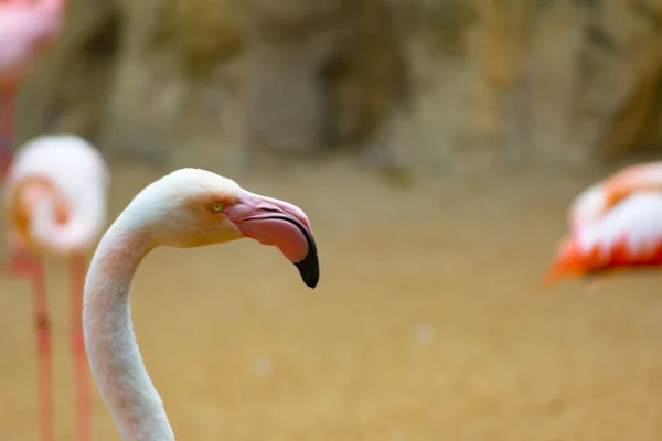 Flamingo Vattenfågel Madagaskar — Stockfoto