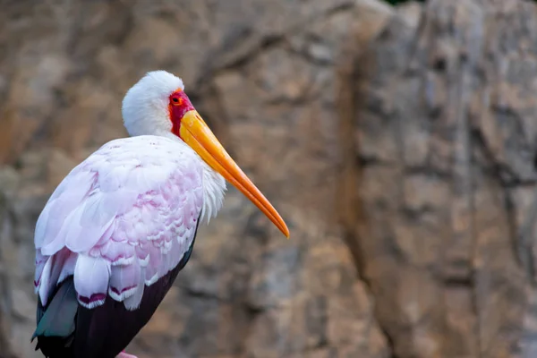 African Gooseberry Water Bird Island Madagascar — Stock Photo, Image