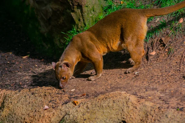 Fossa Predador Felino Ilha Madagascar — Fotografia de Stock