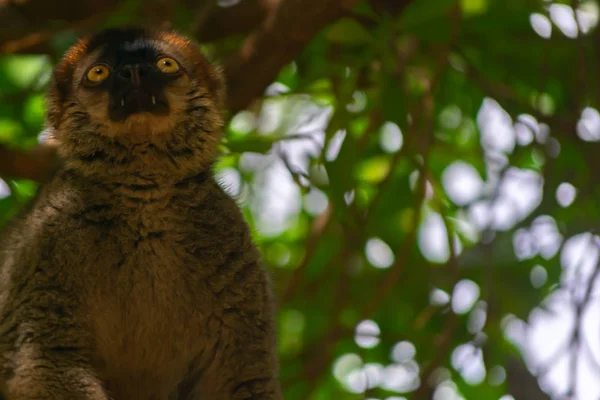 Lêmure Ruiva Animal Das Árvores Ilha Madagascar — Fotografia de Stock