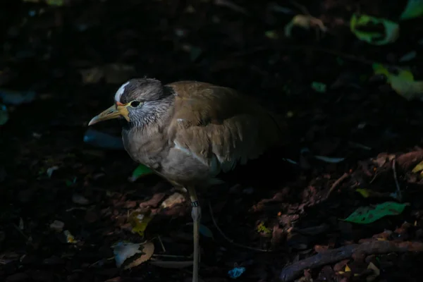 Cape Alcaravan Afrika savanasının karakteristik bir kuşudur.
