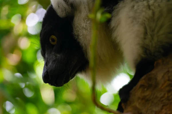 Vari Preto Branco Tipo Lêmure Nativo Ilha Madagascar — Fotografia de Stock
