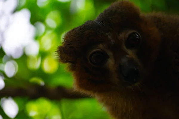 Lemur Barriga Vermelha Animal Ilha Madagáscar — Fotografia de Stock
