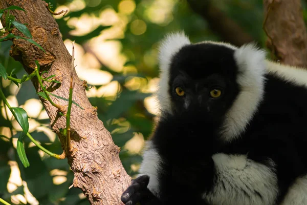 Vari Black White Ist Eine Lemurenart Die Auf Der Insel — Stockfoto