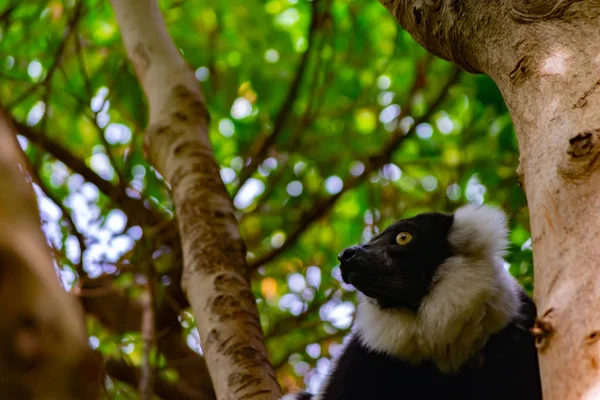 Vari Preto Branco Tipo Lêmure Nativo Ilha Madagascar — Fotografia de Stock