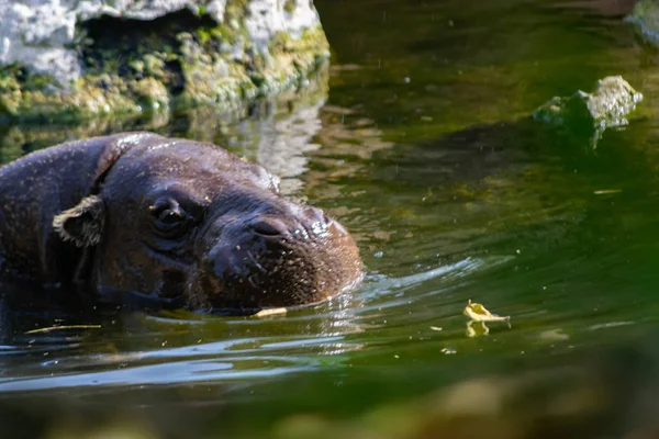 Pygmy Hippopotamus Originating Equatorial Forests — Stock Photo, Image