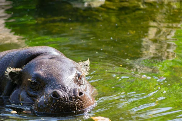 Pygmy Hippopotamus Originating Equatorial Forests — Stock Photo, Image