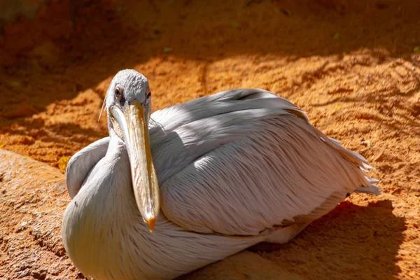 Pelikan Ist Ein Sehr Charakteristischer Afrikanischer Wasservogel — Stockfoto