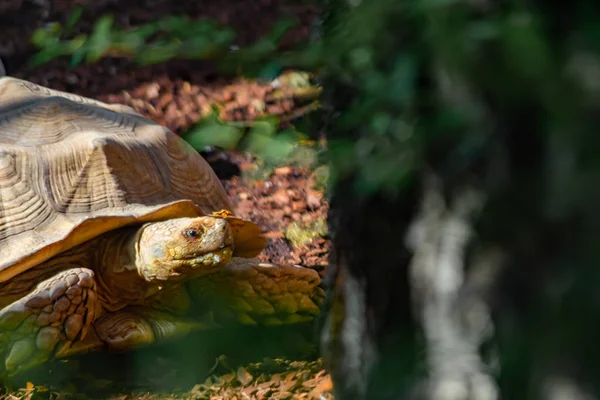 the leopard tortoise is a reptile inhabiting the equatorial forests