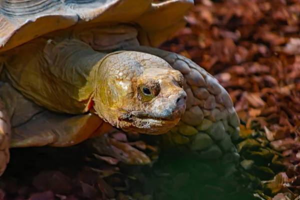 Leopar kaplumbağa, ekvator ormanlarında yaşayan bir sürüngendir.