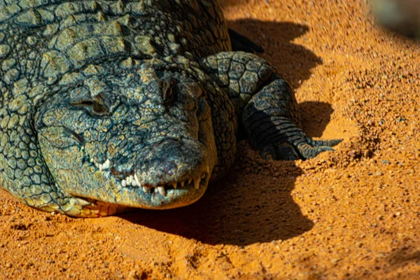 Nilkrokodilen Tillsammans Med Den Marina Krokodilen Största Och Farligaste Världen — Stockfoto
