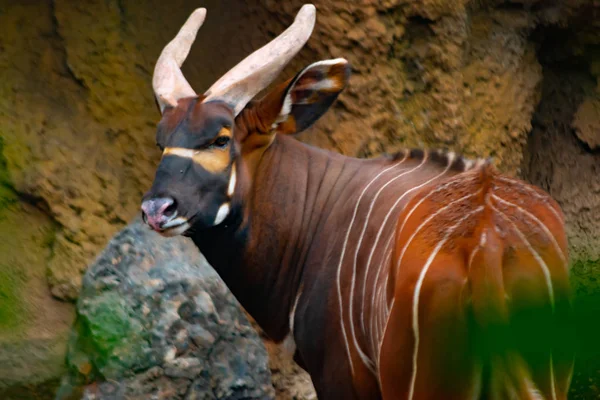 Bongo Oriental Gran Bovino Bosques Ecuatoriales — Foto de Stock