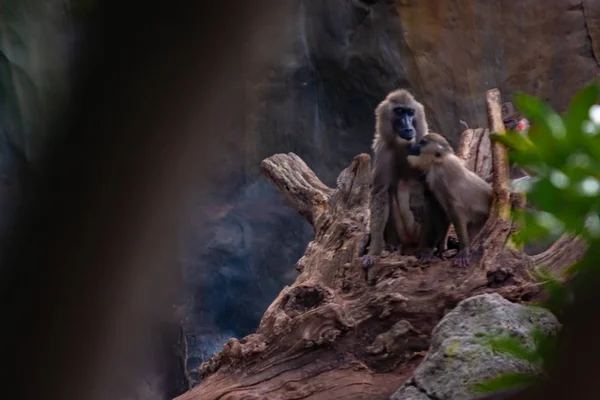 Dril Primata Que Vive Nas Florestas Equatoriais — Fotografia de Stock