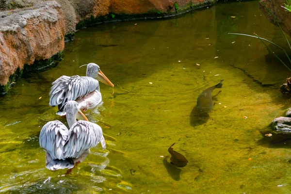Pink Pelican Mycket Karakteristisk Akvatisk Afrikansk Fågel — Stockfoto